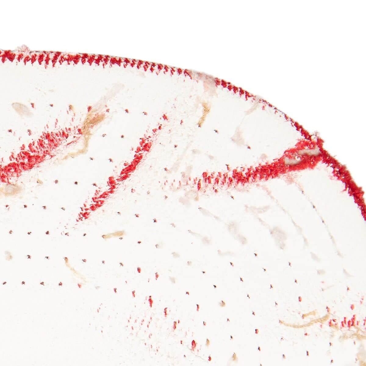 Бейсболка Mitchell & Ness SSBSTS Snapback HWC Philadelphia 76ers